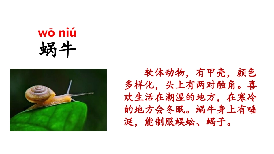 小蜗牛PPT课件7.pptx_第3页