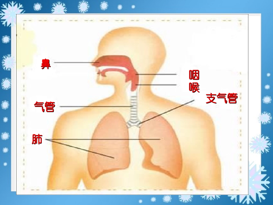 我们的呼吸.ppt_第3页
