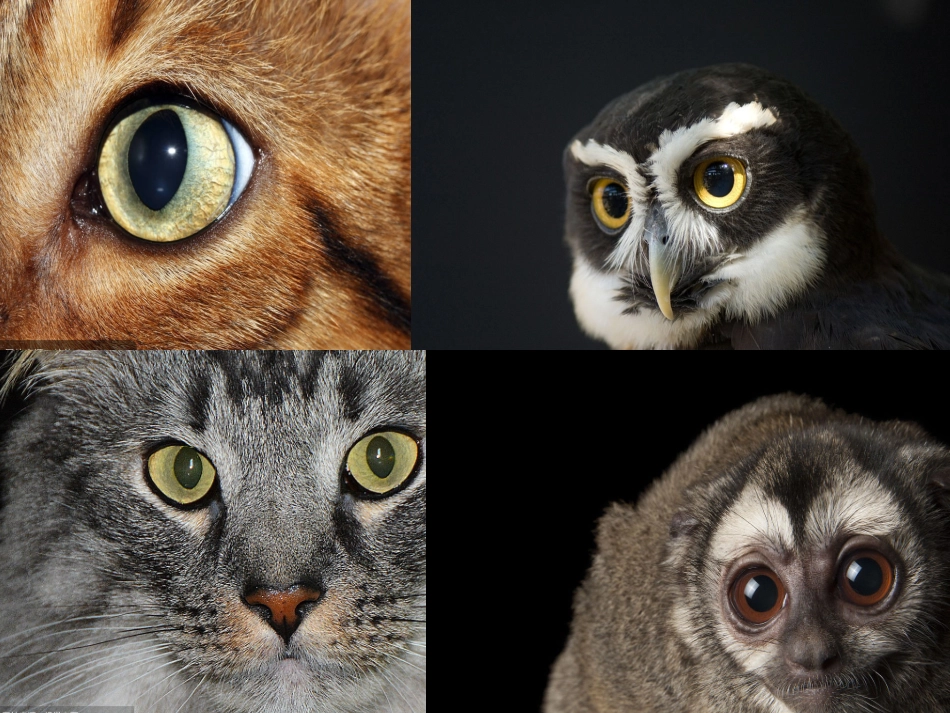 吐血推荐-烟台一线名师整理最全20181129第四章第四节眼睛和眼镜.pptx_第2页