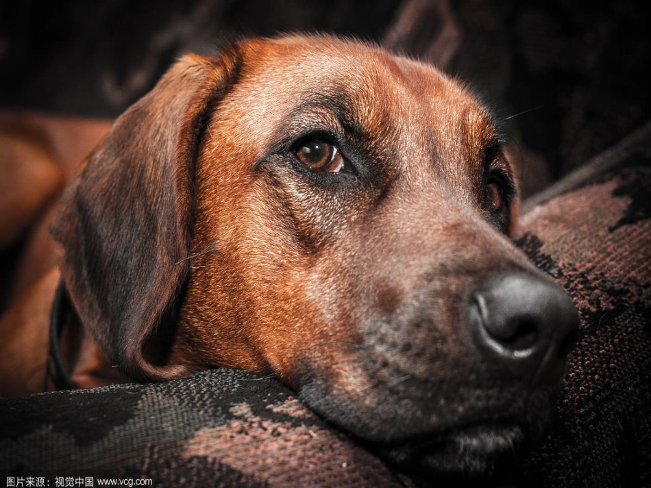 吐血推荐-烟台一线名师整理最全20181129第四章第四节眼睛和眼镜.pptx_第3页