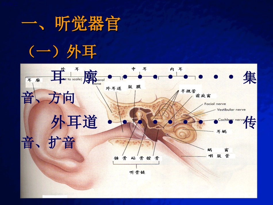 听觉生理.ppt_第2页
