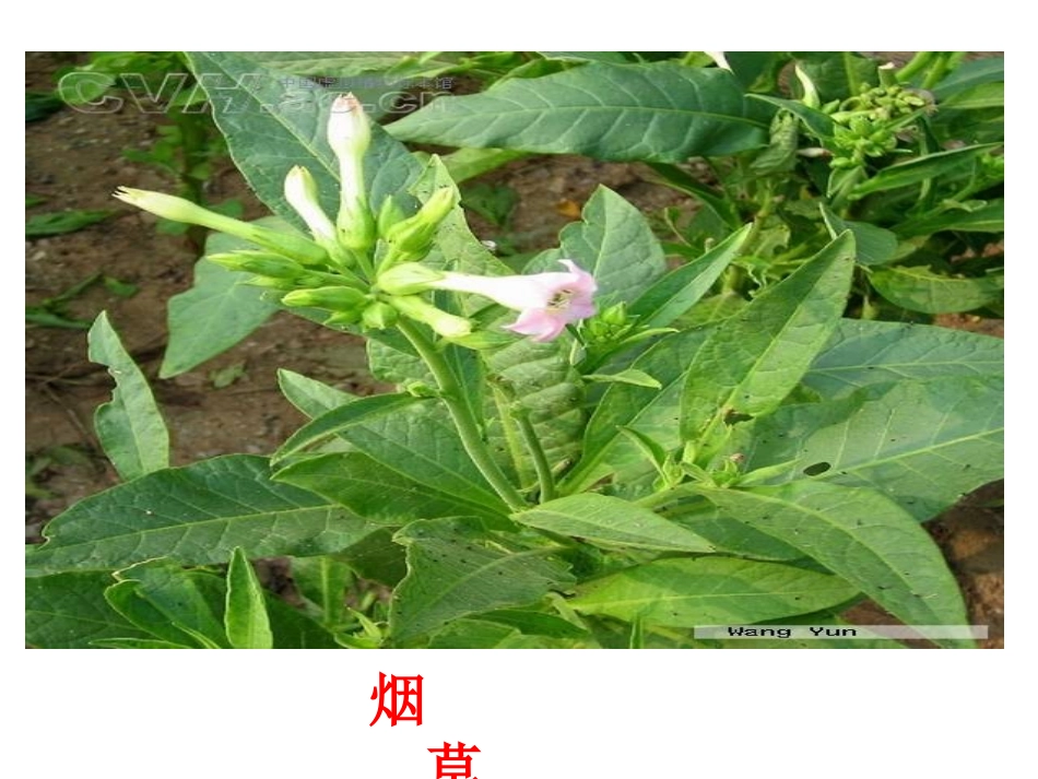 吸烟对人体的危害.ppt_第2页