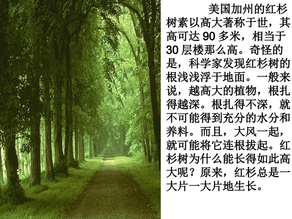 团队精神主题班会.ppt_第3页