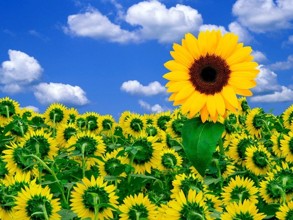 团队精神.ppt_第1页