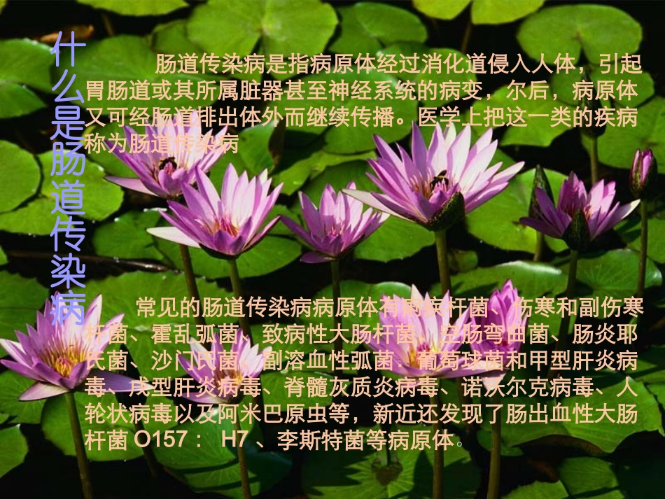 夏季肠道传染病的防治..ppt_第2页