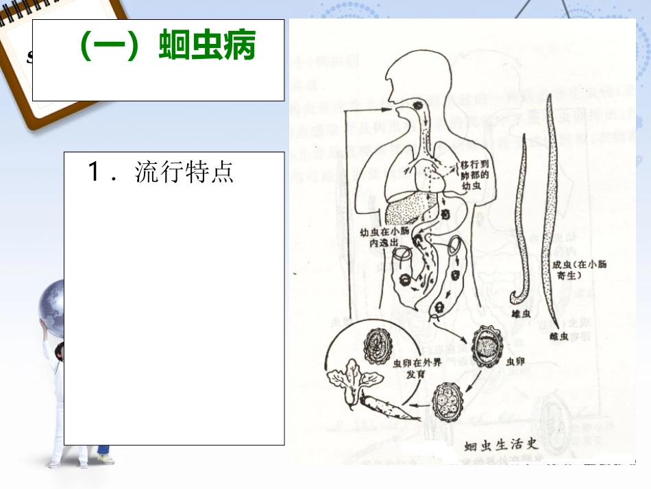 学前儿童常见寄生虫病的防治.ppt_第3页