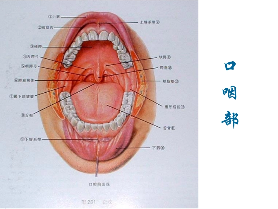 头颈部局解.ppt_第2页