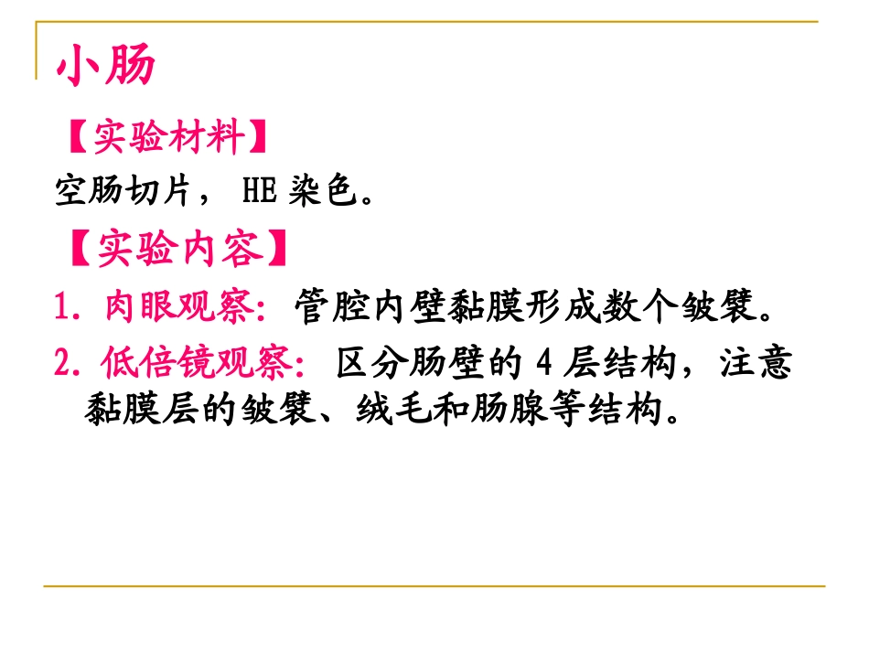 小肠的组织结构.ppt_第2页