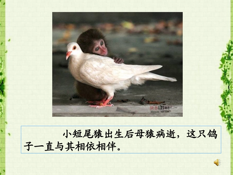 小短尾猿出生后母猿病逝-这只鸽子一直和其相依相伴.ppt_第2页