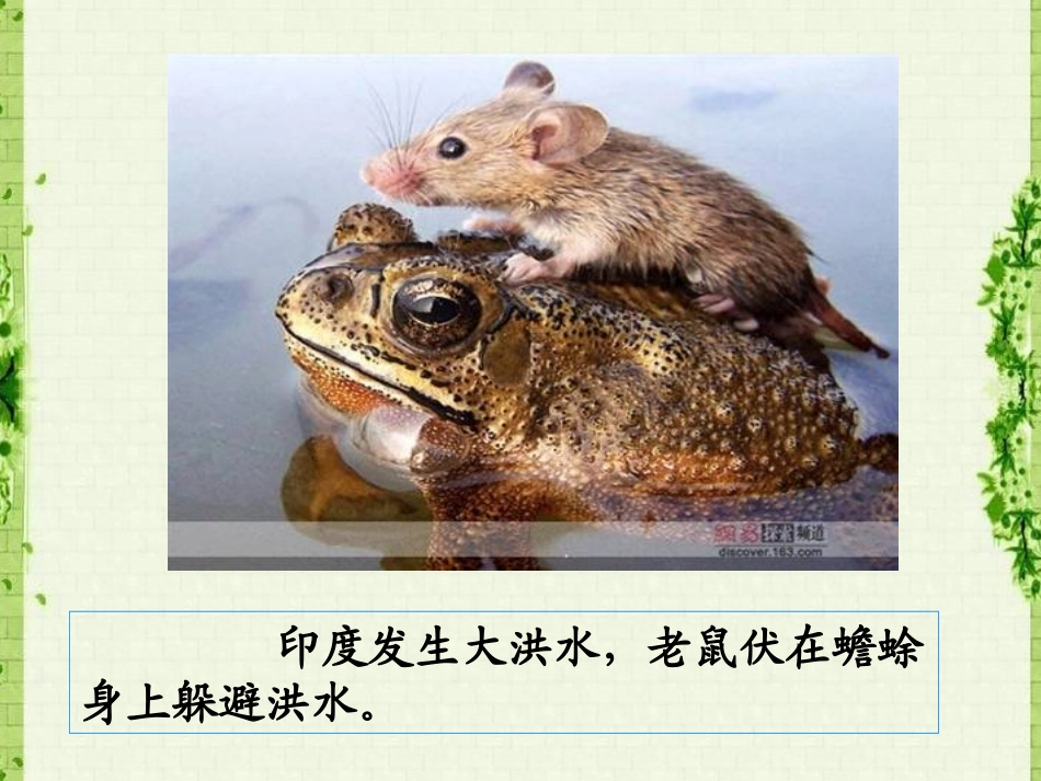 小短尾猿出生后母猿病逝-这只鸽子一直和其相依相伴.ppt_第3页