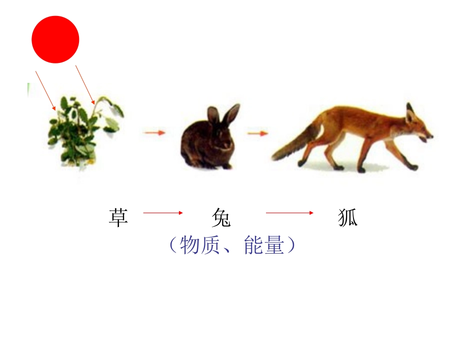 小肠适于消化吸收的结构特点.ppt_第3页