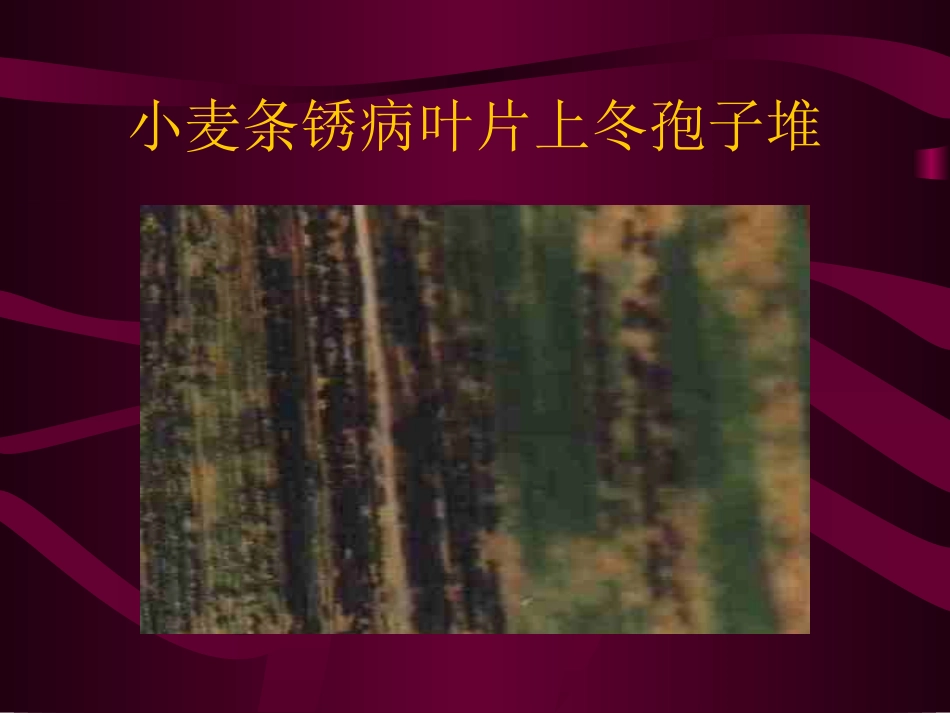 小麦病害防治技术-黑龙江农技学院.ppt_第3页