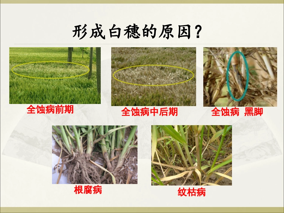 小麦主要病虫害分析.ppt_第3页