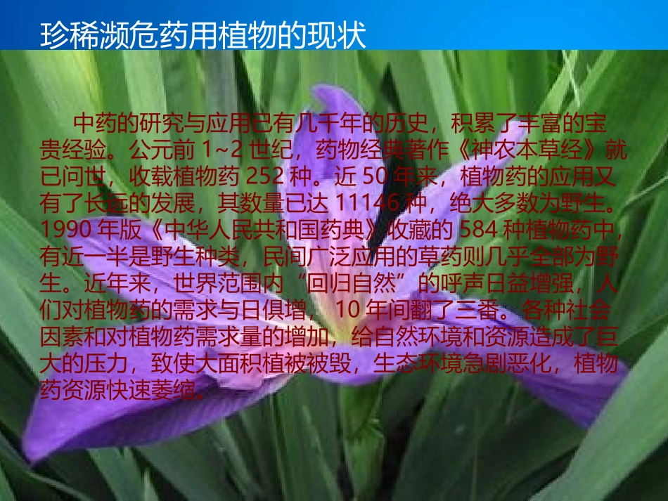 我国珍稀濒危药用植物.ppt_第3页