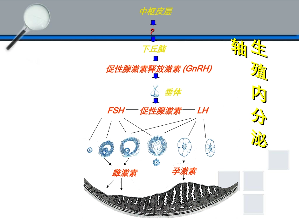 下丘脑垂体性腺轴与生殖调节.ppt_第2页