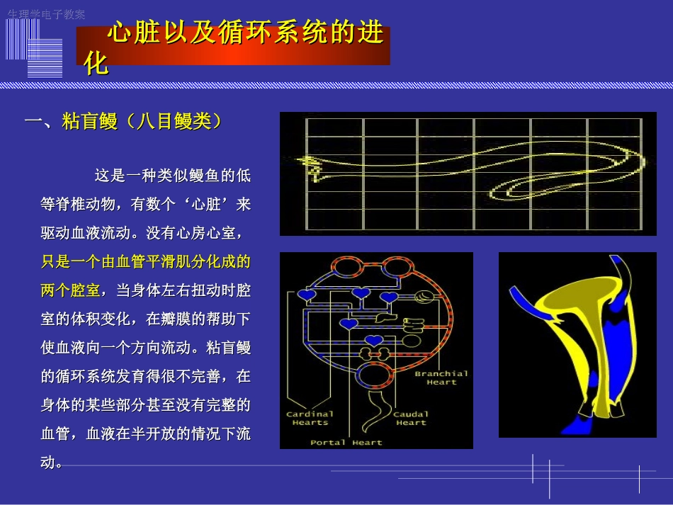 心脏以及循环系统的进化.ppt_第2页