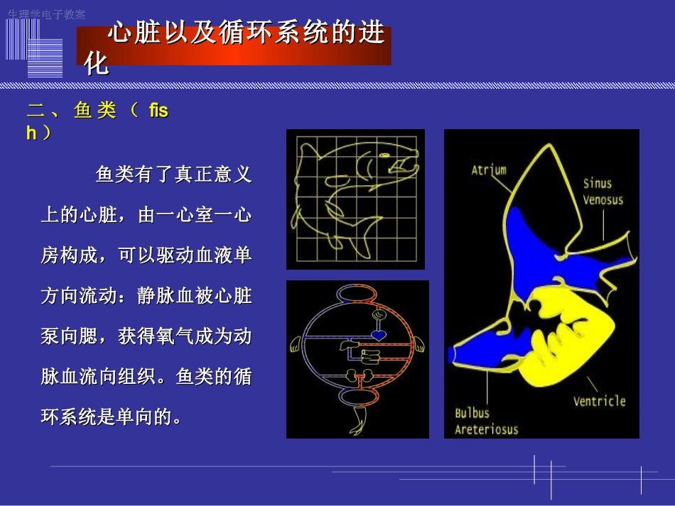 心脏以及循环系统的进化.ppt_第3页