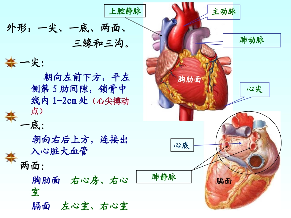 心脏动脉静脉淋巴.ppt_第3页