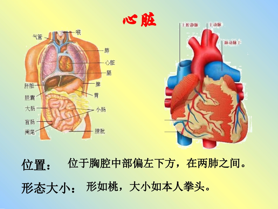 心脏-血液循环.ppt_第2页