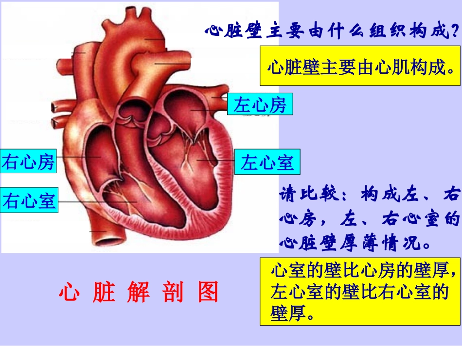 心脏-血液循环.ppt_第3页