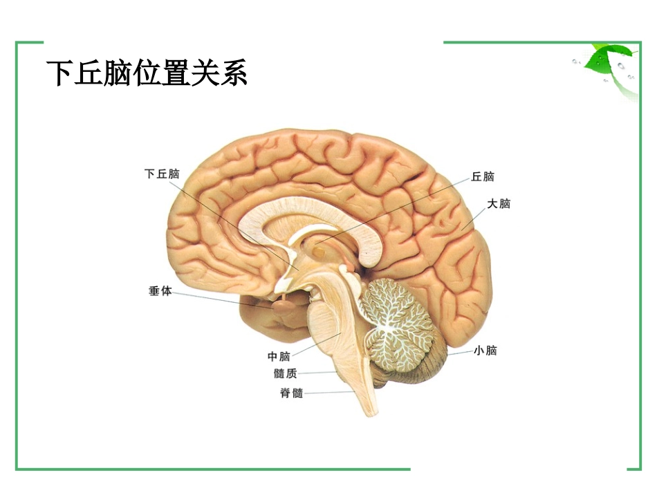 下丘脑与生命活动的调节.ppt_第3页