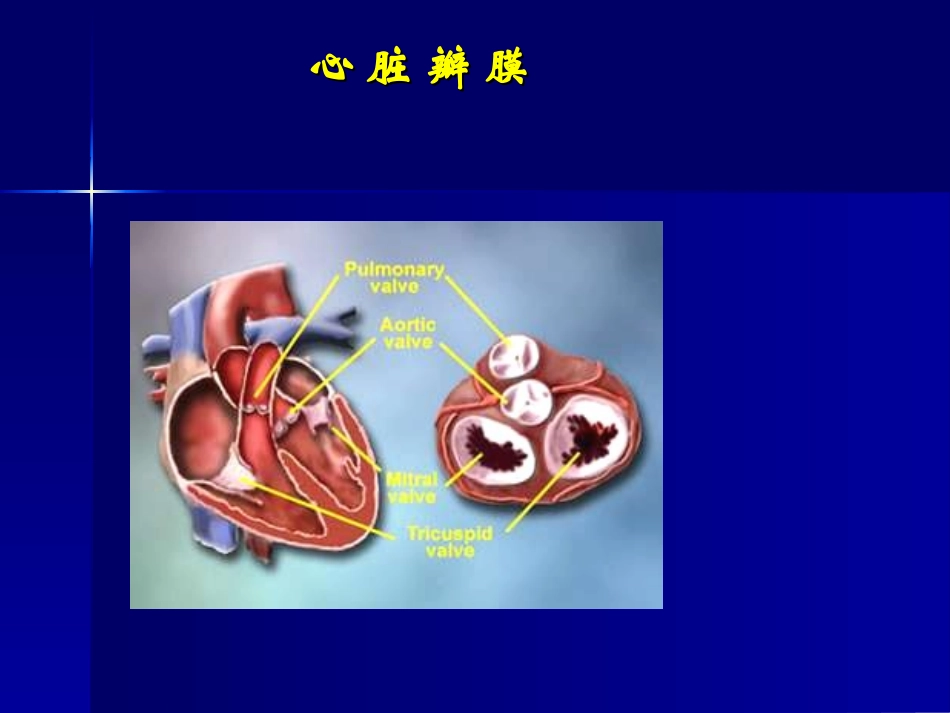 心脏瓣膜病新版.ppt_第3页