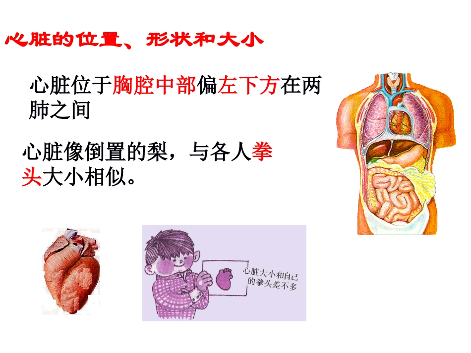 心脏课堂.ppt_第3页