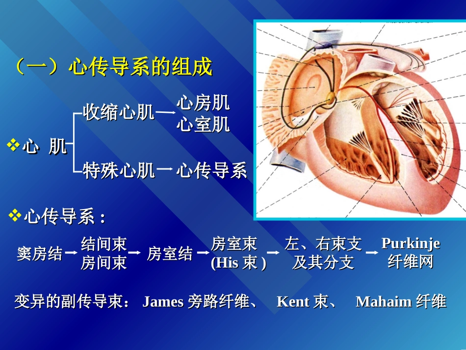 心脏传导系统剖析.ppt_第2页