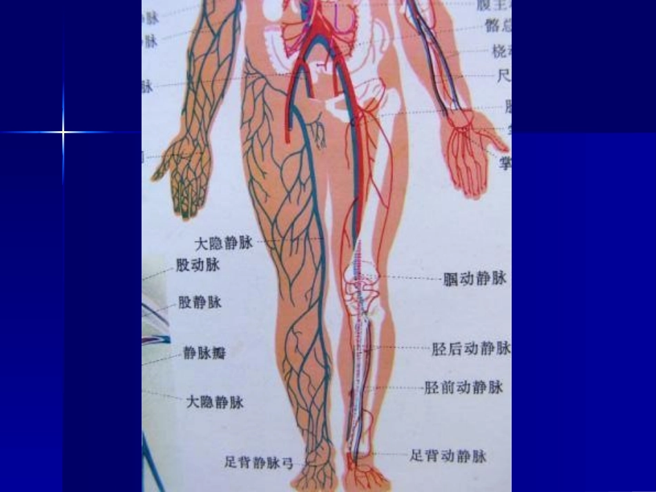 下肢静脉的超声检查.ppt_第2页
