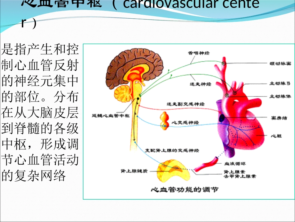 心血管中枢及反射.ppt_第2页