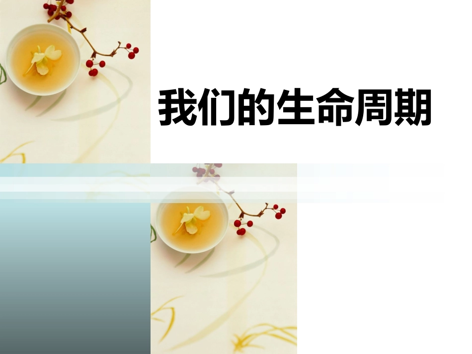我们的生命周期.ppt_第1页