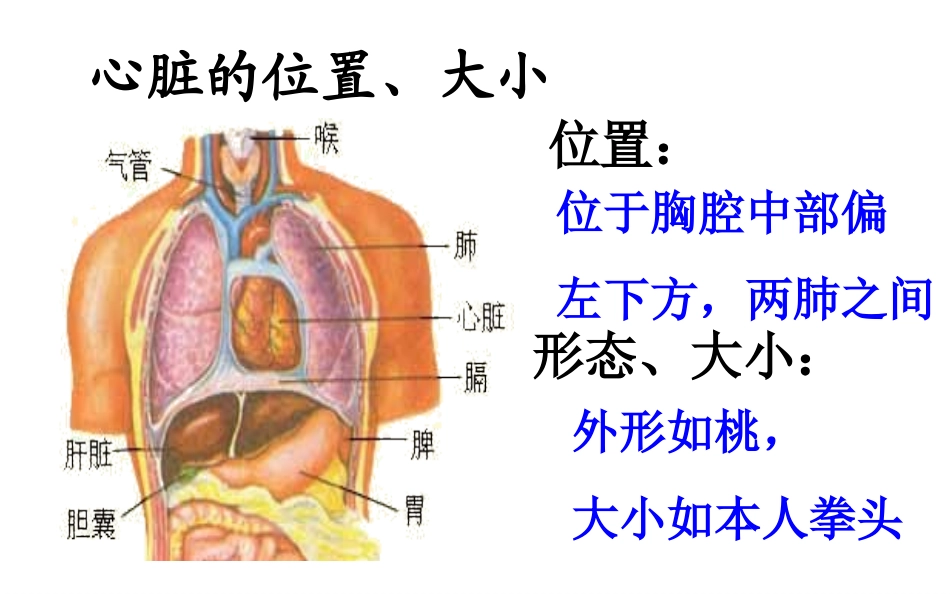 心脏结构的介绍.ppt_第2页
