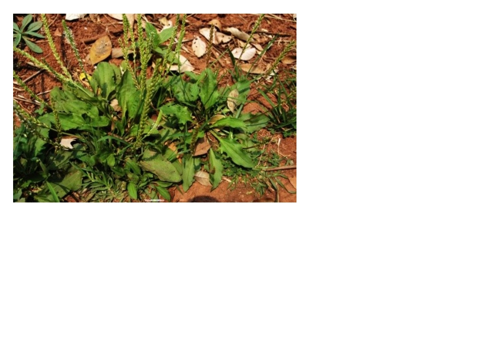 我们身边的中草药.ppt_第2页