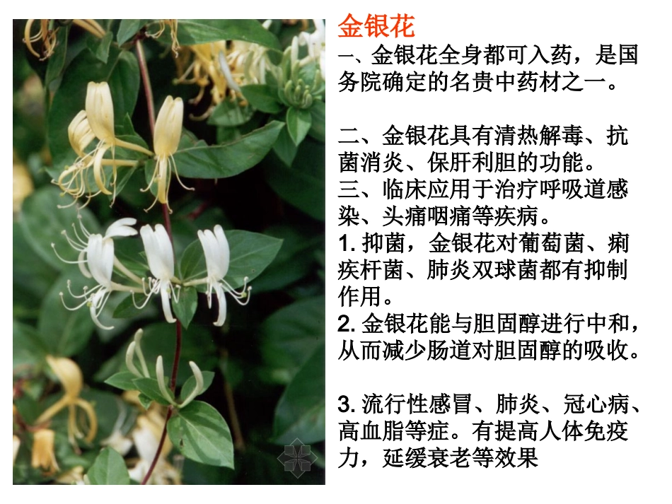 我们身边的中草药.ppt_第3页