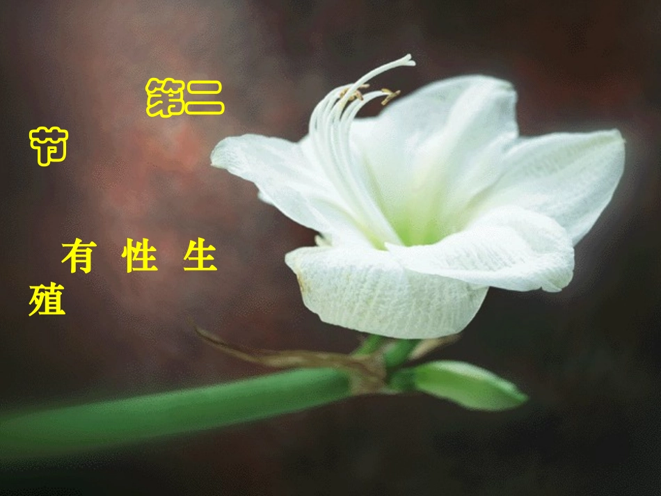 小孢子花粉粒胚囊母细胞.ppt_第2页