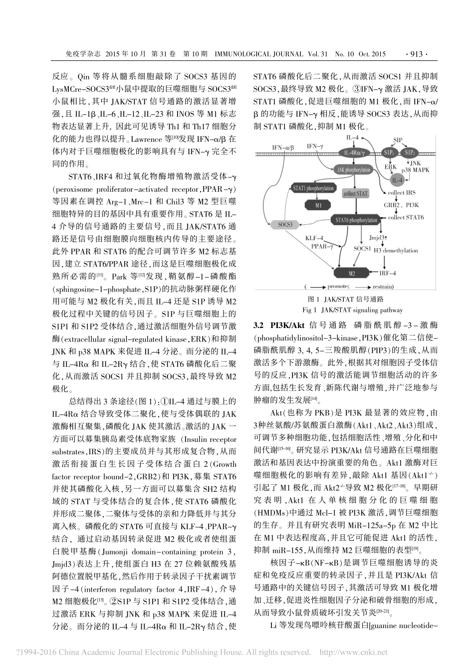 巨噬细胞M1-M2极化的信号通路研究进展-阮静瑶.pdf_第3页