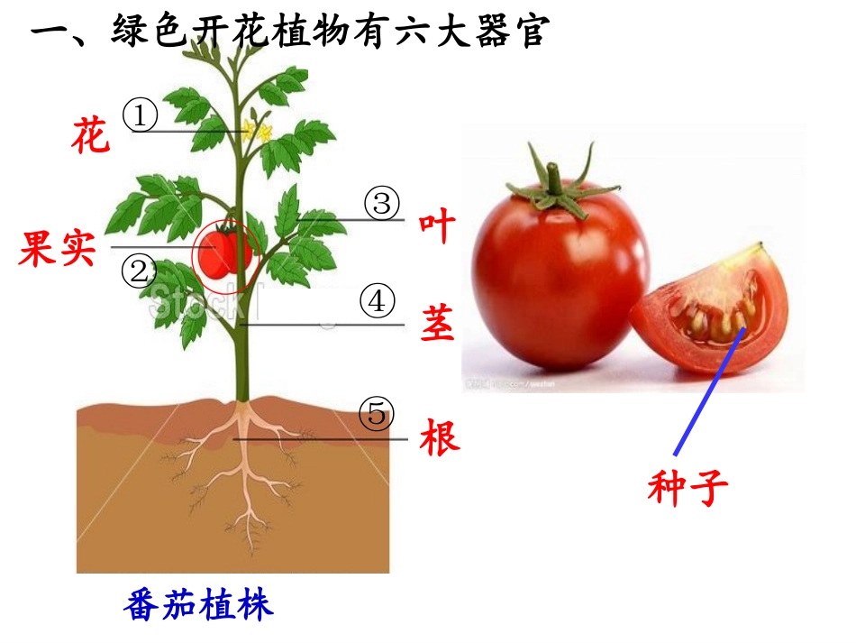 北师大版生物七年级上册 4.1细胞分化形成组织(课件(共17张PPT).pptx_第3页