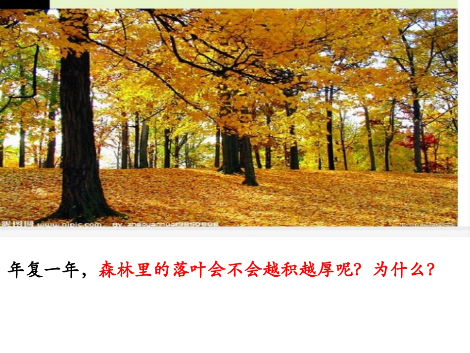 新人教版-第四章第四节-细菌和真菌在自然界中的作用.ppt_第2页