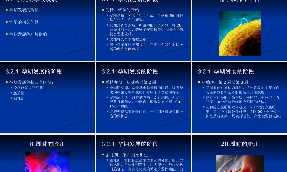胎儿的发展与出生.ppt