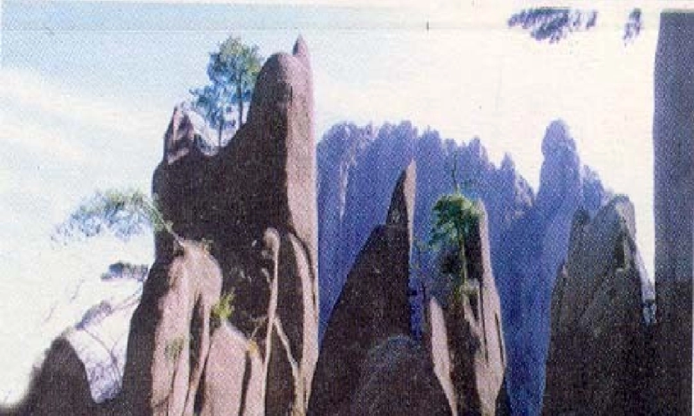 石缝间的生命.ppt