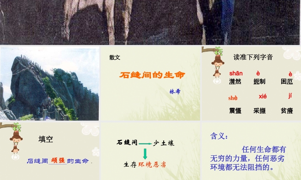 石缝间的生命.ppt