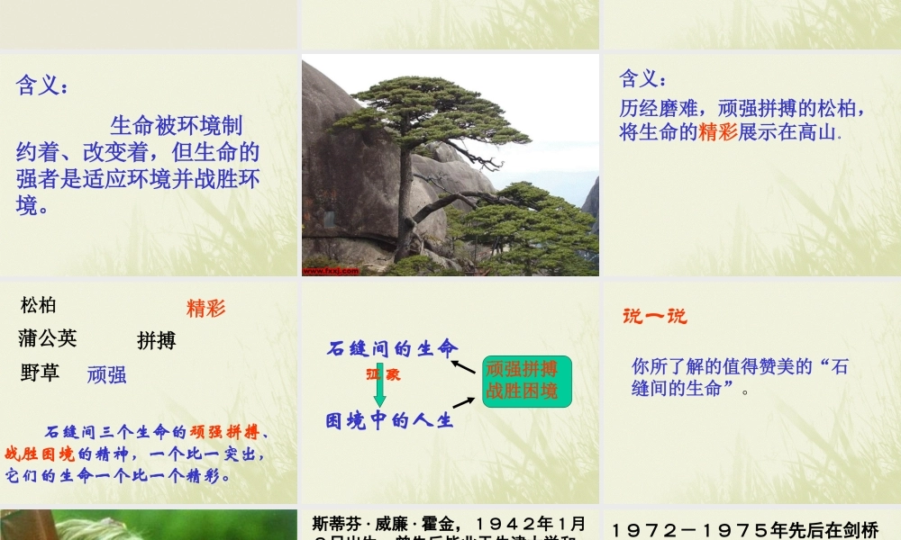 石缝间的生命.ppt