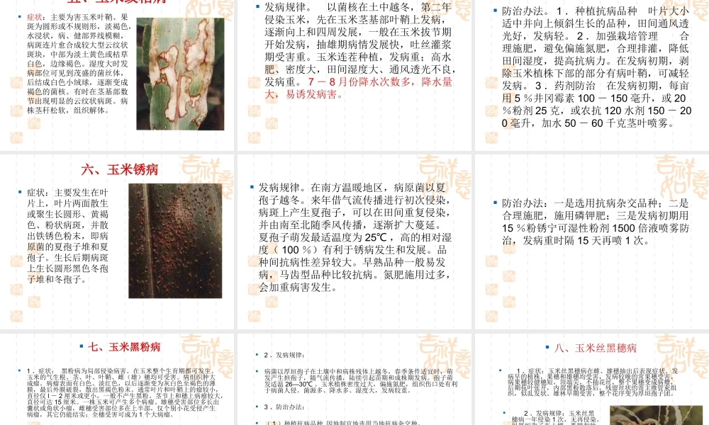 玉米病虫害及防治.ppt