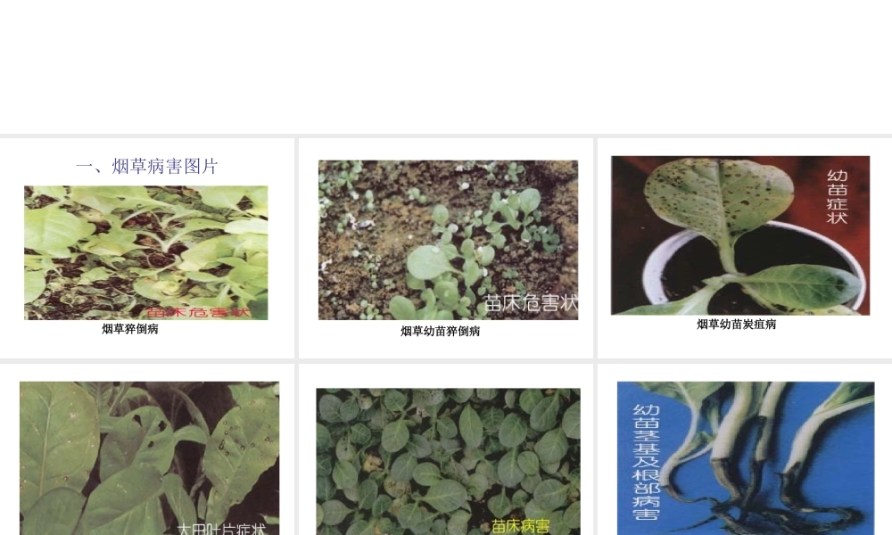 烟草病虫害图片.ppt
