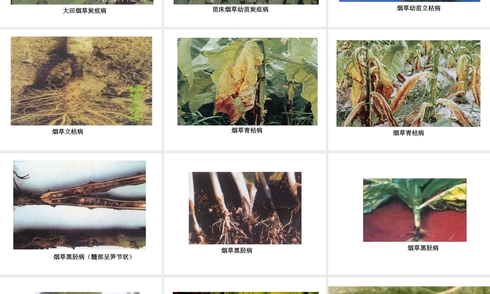 烟草病虫害图片.ppt