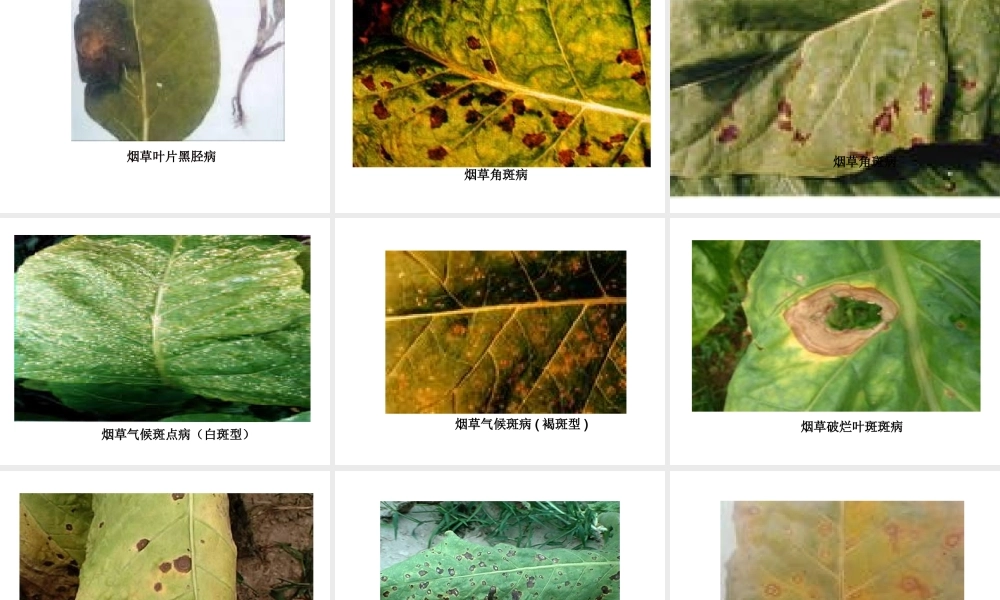 烟草病虫害图片.ppt