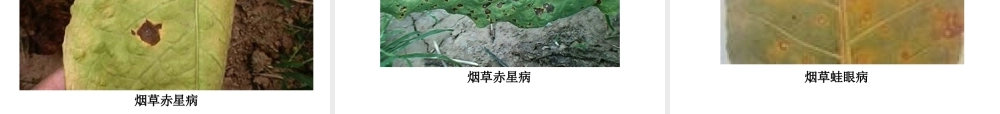 烟草病虫害图片.ppt