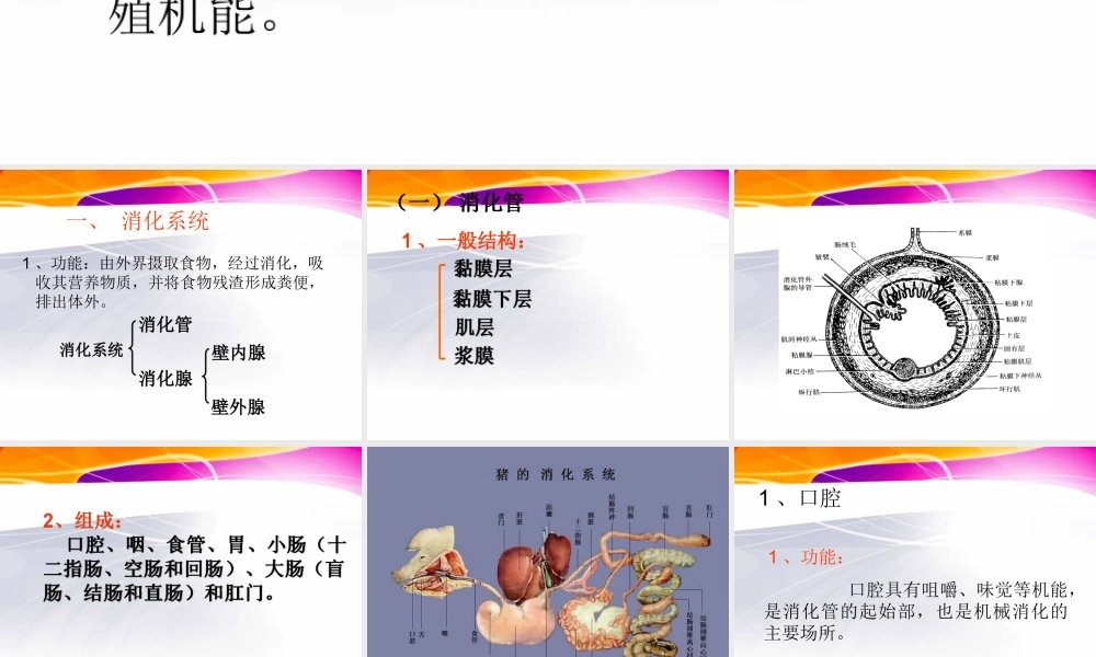 猪的内脏消化系统.ppt