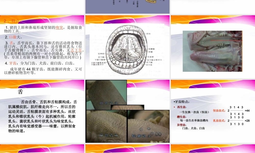 猪的内脏消化系统.ppt