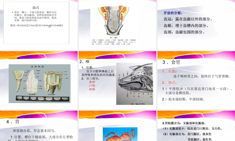 猪的内脏消化系统.ppt